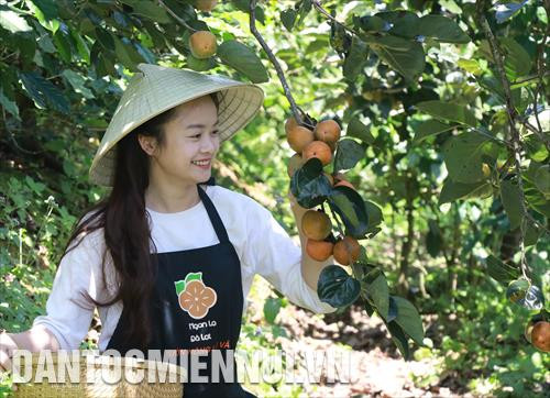 不要等到成熟的时候，柿子被采摘并放入烘炉。记者 英俊 摄