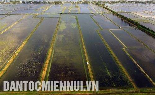 名威一家稻田养虾模式全景。越通社记者 福青 摄