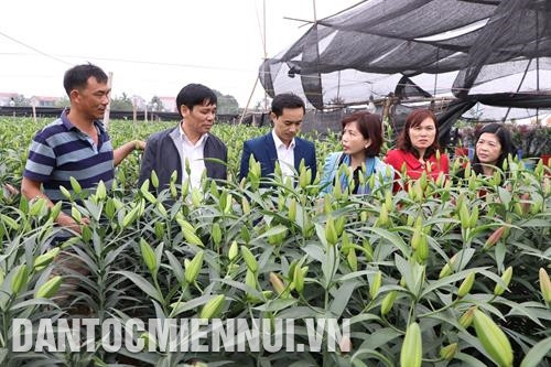 河内市农业与农村发展局局长周富美视察河内市福寿县花卉种植情况。图：忠春