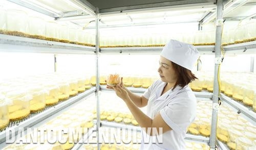 奠边府市鸾轻冬虫夏草生产厂。这是奠边省首个使用韩国技术、成功养殖冬虫夏草并获得地方安全农产品证书和知识产权保护的首个生产厂。记者 黄河 摄