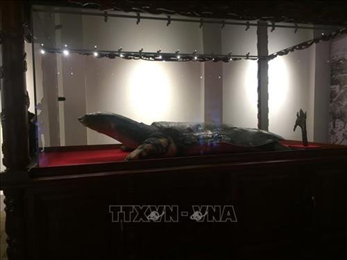 还剑湖巨龟标本 图自越通社 还剑湖巨龟标本 图自越通社