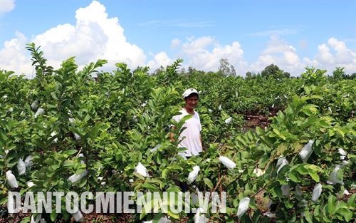 为使番石榴 香甜可口 ，肉脆且 外形美观 ，黄越忠定期修剪树枝，每树枝 上 只留下2至3个健康的果子。 记者 忠孝 经过多年的艰苦奋斗，目前黄越忠的台湾番石榴种植面积为3公顷，月收入超过1亿越南盾。记者 忠孝