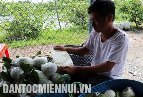 为使番石榴 香甜可口 ，肉脆且 外形美观 ，黄越忠定期修剪树枝，每树枝 上 只留下2至3个健康的果子。 记者 忠孝 经过多年的艰苦奋斗，目前黄越忠的台湾番石榴种植面积为3公顷，月收入超过1亿越南盾。记者 忠孝