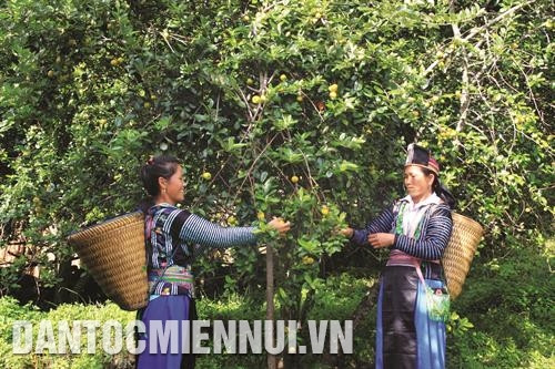 北安县以2500公顷的山楂种植面积成为山罗省山楂种植面积最大的地方。图：光决