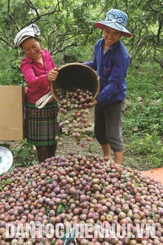李子树已帮助木州县各族同胞脱贫。