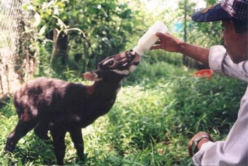 加强国际合作 促进濒危野生动物保护 图自因特网