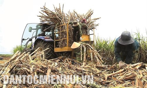 嘉莱省甘蔗糖业已注重同甘蔗农连接，为将高科技应用于耕种创造前提。