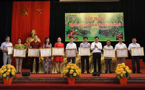 北江省人民委员会代表向在陆岸荔枝取得优秀成绩的优秀个人和组织授予奖状 图自越通社