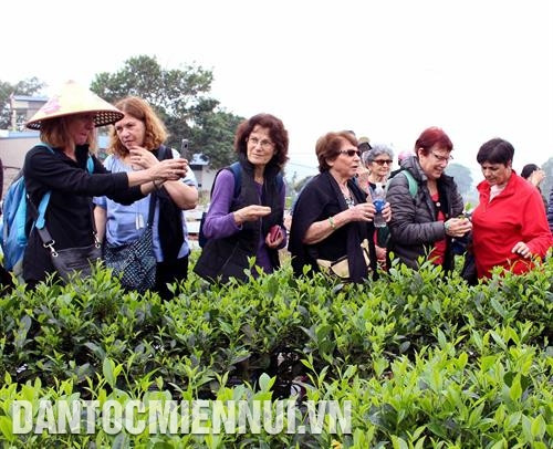 外国游客参观新疆特产茶区。记者 君装 摄