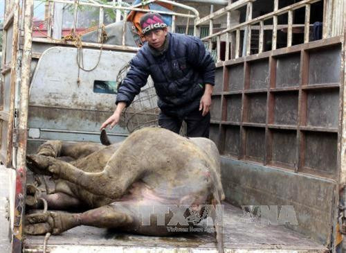 资料图：一头水牛被冻死。（图片来源：越通社）