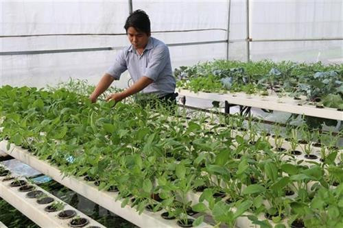 农业生物技术应用是越印努力推动合作的主要领域之一。图自越通社