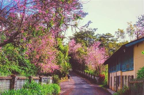 大叻泉林樱花。(图片来源:越通社) 大叻泉林樱花。(图片来源:越通社)