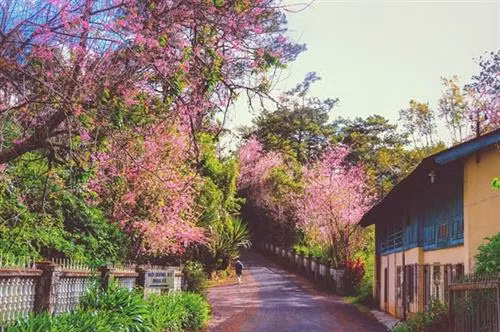 大叻泉林樱花。（图片来源：越通社）