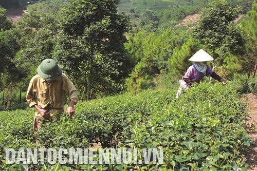 廷立县农民采茶。记者 光维 摄 太平茶叶股份公司人员在收购前对茶农的茶尖进行质量检查。记者 光维 摄 太平农场镇的茶山。光维 摄
