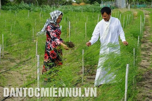 宁福县安海乡俊秀村占族人雄基成为率先将科技应用于芦笋种植的模范农民。记者 秀琼