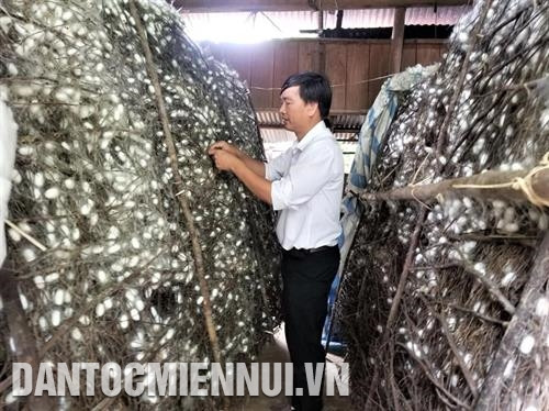 一年内，1公顷桑树可养殖32盒蚕蛋，扣除各种费用后，每个户每月的收入可达1200万越盾，比其他经济作物的收入高三倍。记者 科张 摄 一个养蚕周期约15至16天。 记者 阮黄 摄
