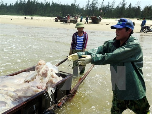 渔民（图片来源：越通社）