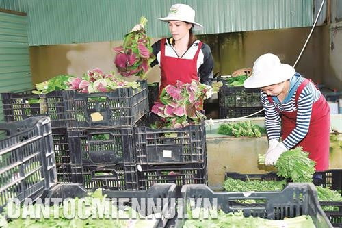 该省各厅局和政府正携手为各绿色农产品塑造品牌。图为安全蔬菜收获后在销售前进行分类。