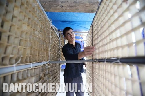 在高平省宝乐县的贫困边境地区，少数民族同胞原本以种植水稻和玉米谋生，但农文环却懂得以种桑养蚕以实现致富。记者 安成达 摄