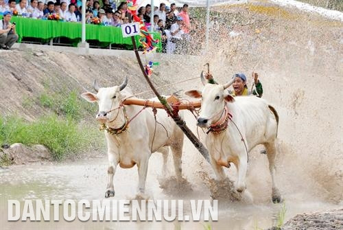 在不久的将来，七山赛牛节将升格为国际赛事。图：青创