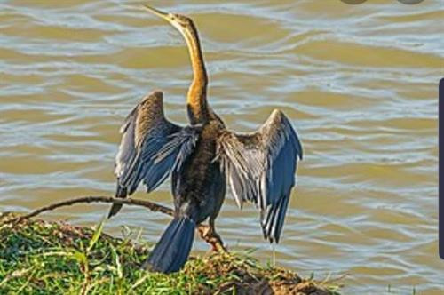 越南同奈省发现濒危动物--蛇鸟。图自互联网 越南同奈省发现濒危动物--蛇鸟。图自互联网
