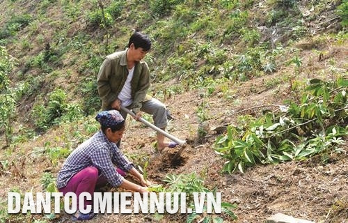 安山县中山乡干部向少数民族同胞移交土地和林地。 中山县同木乡忙族人吴文庆夫妻俩靠造林而脱贫。