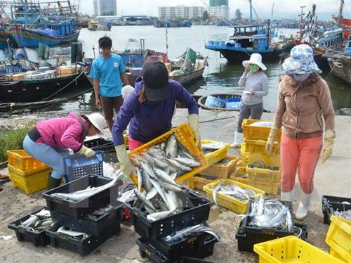 资料图：岘港市继续加大力度防范非法捕捞行为。（图片来源：因特网）