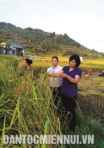 侬族农业技术人员监察重庆县糯米种植模式。图自越通社