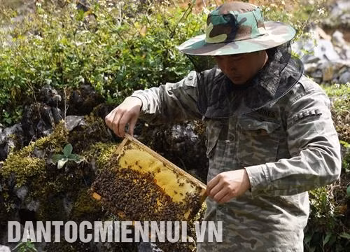 收 获 蜂蜜现场。记者 阮 战 摄