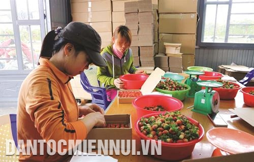 大叻草莓包装后销往各省市。记者 阮勇 摄 大叻草莓包装后销往各省市。记者 阮勇 摄