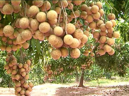 兴安省龙眼 图自因特网 兴安省龙眼 图自因特网