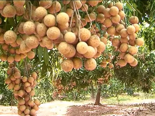 兴安省龙眼 图自因特网