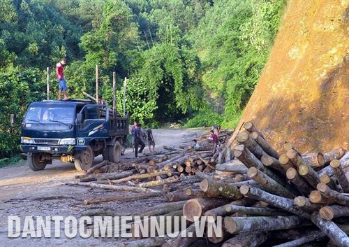 安山县黄开乡民族同胞积极参加造林工作。记者 武光旦 摄 林平县林政站林政执法力量巡逻保护森林。记者 武光旦 摄 咸安县安林乡民族同胞开采木材，出售给各家企业。记者 武光旦 摄 安山县建设乡心明村蒙族人江骚胡（左）积极造林和育林，提高家庭收入。记者 武光旦 摄