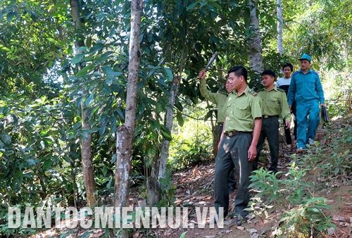 安山县黄开乡民族同胞积极参加造林工作。记者 武光旦 摄 林平县林政站林政执法力量巡逻保护森林。记者 武光旦 摄 咸安县安林乡民族同胞开采木材，出售给各家企业。记者 武光旦 摄 安山县建设乡心明村蒙族人江骚胡（左）积极造林和育林，提高家庭收入。记者 武光旦 摄