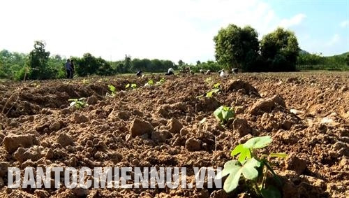 广平省布泽县巨南乡阮青平一家的丘陵地区海南茄种植模式每公顷带来2亿越盾的利润。记者 文自 摄 促进药用植物发展取代低效作物充分体现出广平省农业的正确走向。记者 文自 摄