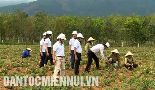 广平省布泽县巨南乡阮青平一家的丘陵地区海南茄种植模式每公顷带来2亿越盾的利润。记者 文自 摄 促进药用植物发展取代低效作物充分体现出广平省农业的正确走向。记者 文自 摄