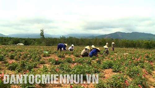 广平省布泽县和同海市布正人参种植模式每年为慧林公司带来2亿越盾（每公顷）的利润。记者 文自 摄