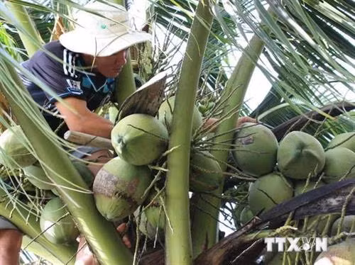 收获椰子。(图片来源:越通社) 收获椰子。(图片来源:越通社)