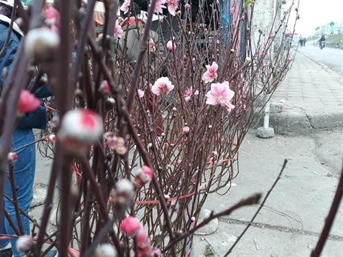 河内市部分集市出现桃花的身影 。 图自互联网