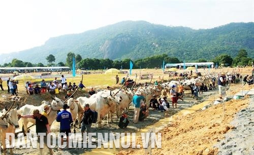 七山赛牛节是安江省靖边、知尊两县高棉族同胞独一无二的农业节庆活动。图：青创