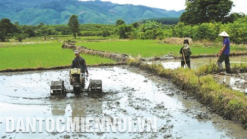 得农乡多户叶坚族同胞家庭已利用 得赫那水库的水源来耕作水稻。记者 成达 摄