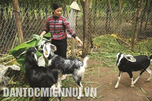 羊养殖业已为查内村多户同胞带来稳定收入。记者 成达 摄