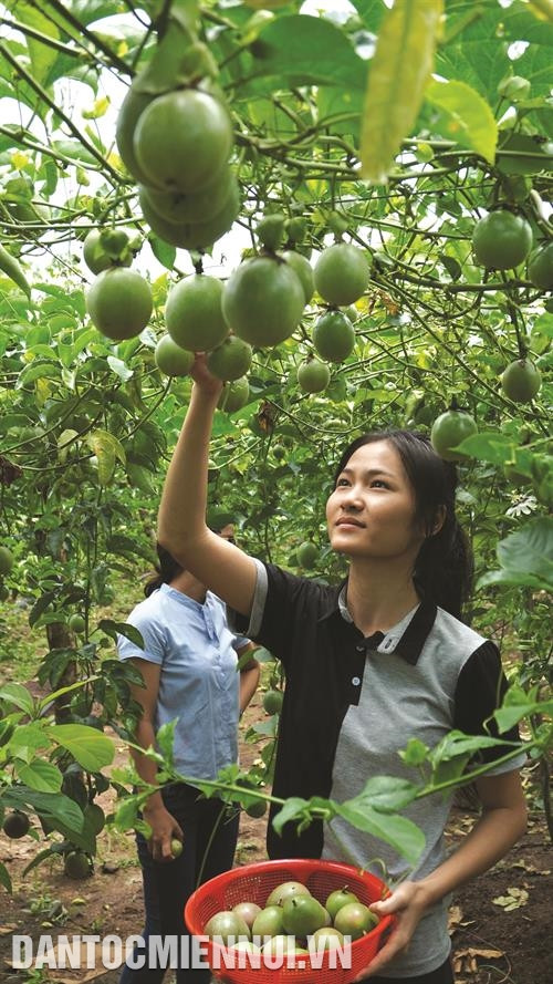 嘉跳村村民伊采一家种植百香果带来较高经济效果。记者 成达 摄
