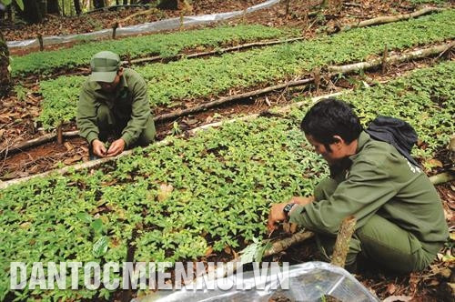 昆嵩省得苏林业一人有限公司的玉玲人参园。记者 光泰 摄