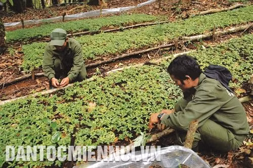 昆嵩省得苏林业一人有限公司的玉玲人参园。记者 光泰 摄