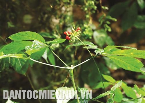 玉玲人参是帮助少数民族同胞脱贫的草药。记者 光泰 摄