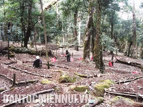 昆嵩省玉玲人参种植面积达400公顷，其中昆嵩玉玲人参股份公司种植面积最大。记者 光泰 摄