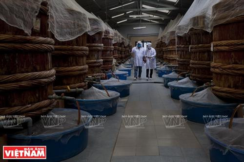 鱼露大容量装箱用大果紫檀、坡垒和松木等百年寿命的木材制成。（图片来源：越南画报）