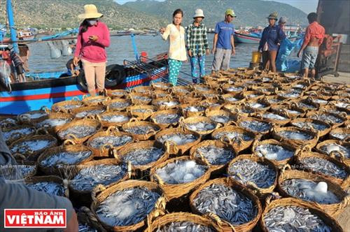 莲成鱼露主要原料来源于平顺省。(图片来源:越南画报) 莲成鱼露主要原料来源于平顺省。(图片来源:越南画报)