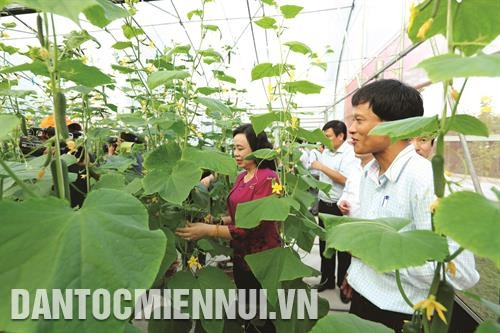 在半个任期内实施第2号计划期间，河内市是全国达新农村建设的县份数量位居第一。记者 琼银 摄 河内市委常务副书记吴氏青姮参观各县特色农产品展区。记者 琼银 河内市委常务副书记吴氏青姮参观石室县进春乡玉玲谷高技术农业生态区谁更水耕蔬菜栽培模式。记者 琼银 摄